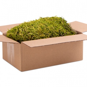 Terrario North King Moss Box 1.5l